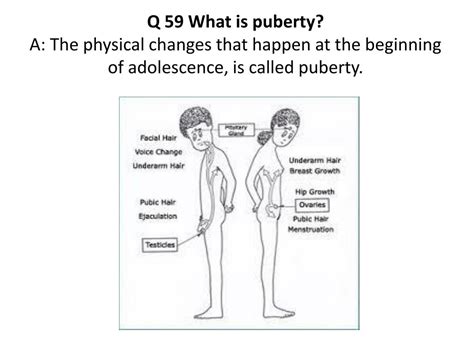 young cock pics|Stages of Puberty Explained in Pictures